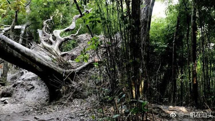 山蚂蝗为什么吸血,山蚂蟥一种吸血的动物