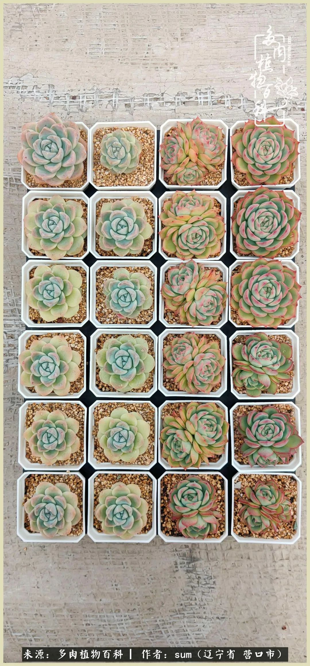 养多肉是一个很治愈的过程,养多肉是一种爱