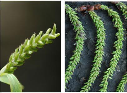 为了替你出气,我们给讨厌的杨柳絮来个“以暴制暴”