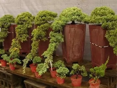 新西兰珍珠柏盆景,珍珠柏盆景耐冻吗