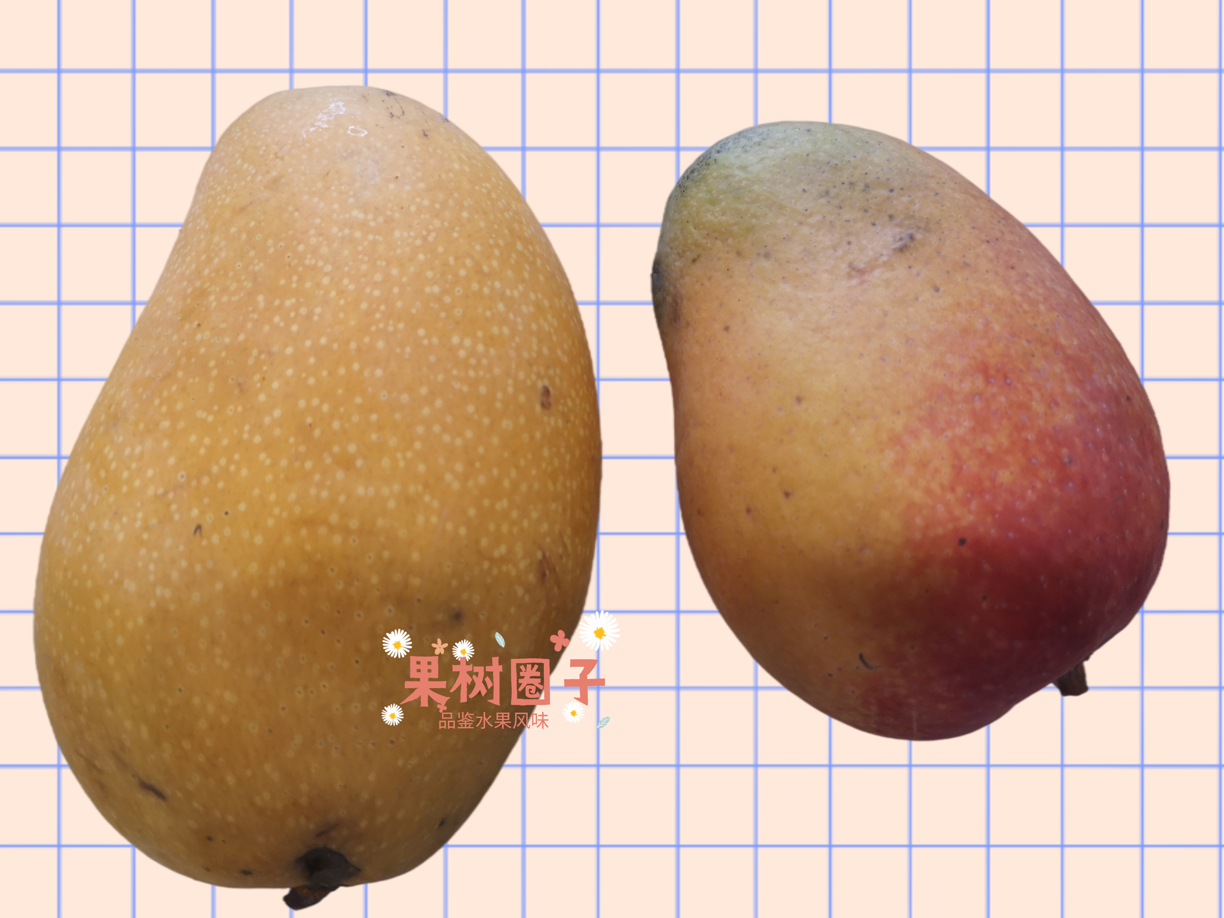 6大产地10种芒果大pk哪种最好吃,什么芒果4月份上市好吃