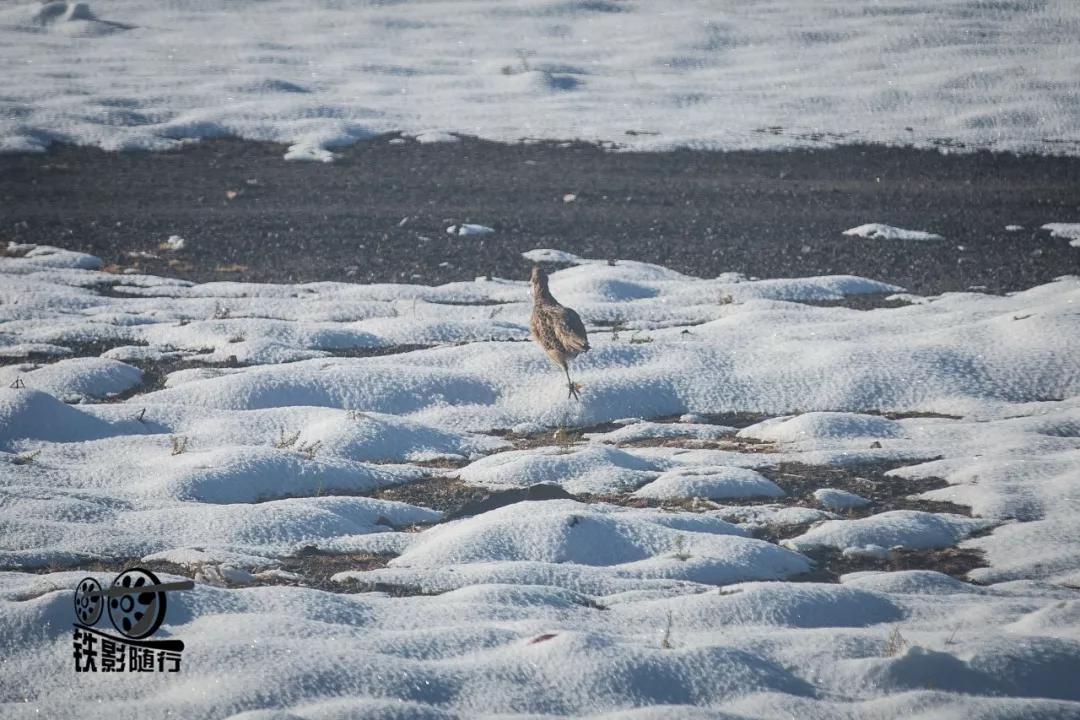 铁影｜穿越沙漠的“混编列车”——吉兰泰铁路运转记