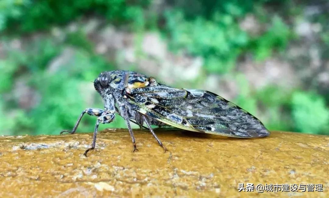 草树青翠虫鸣起，一枕清凉入梦来