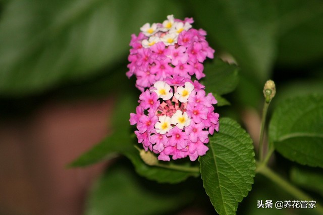 美女樱6个系列，你认识哪一种？