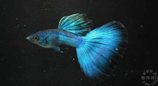 饲养孔雀鱼需要注意到什么,孔雀鱼饲养的注意事项