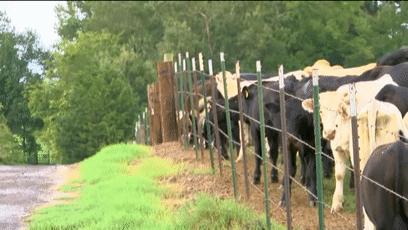 550只羊被雷劈死,500头羊被闪电劈死