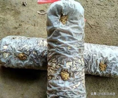 种植香菇大棚一亩投资多少钱,香菇的种植和管理技术