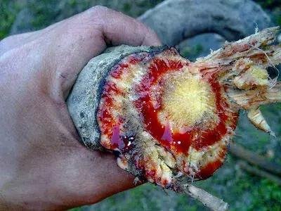 长刺的蘑菇能吃吗,14种毒蘑菇千万别吃