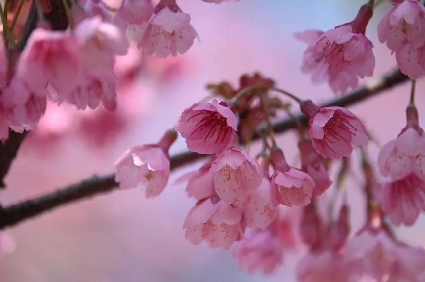 微距为什么都是超广角,微距为什么要三脚架和灯