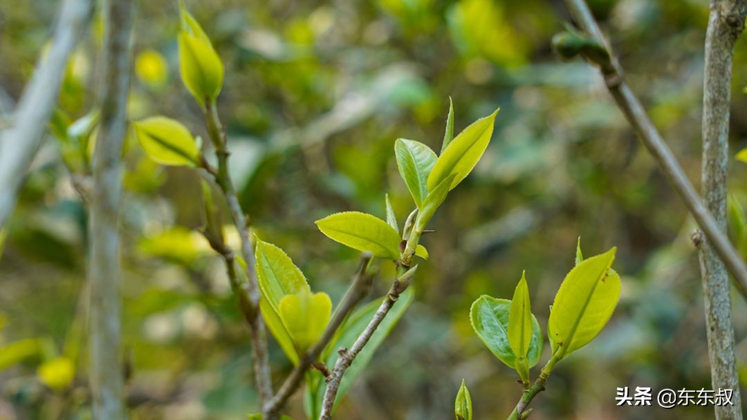 无量山普洱茶有哪些著名山头,无量山普洱茶是哪个茶区生产的