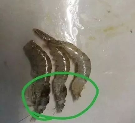 南美白对虾水霉病的处理方案,白对虾气泡病怎么防治