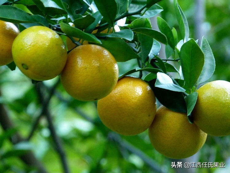 南方春季能种植皇帝柑吗,广东皇帝柑种植基地有苗卖吗