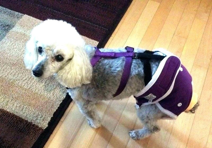 狗狗把自己烫伤后，记住不能用牙膏紧急处理，主人应学会正确方法