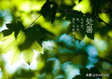 处暑早处暑好还是晚处暑好,处暑下雨愁死人啥意思