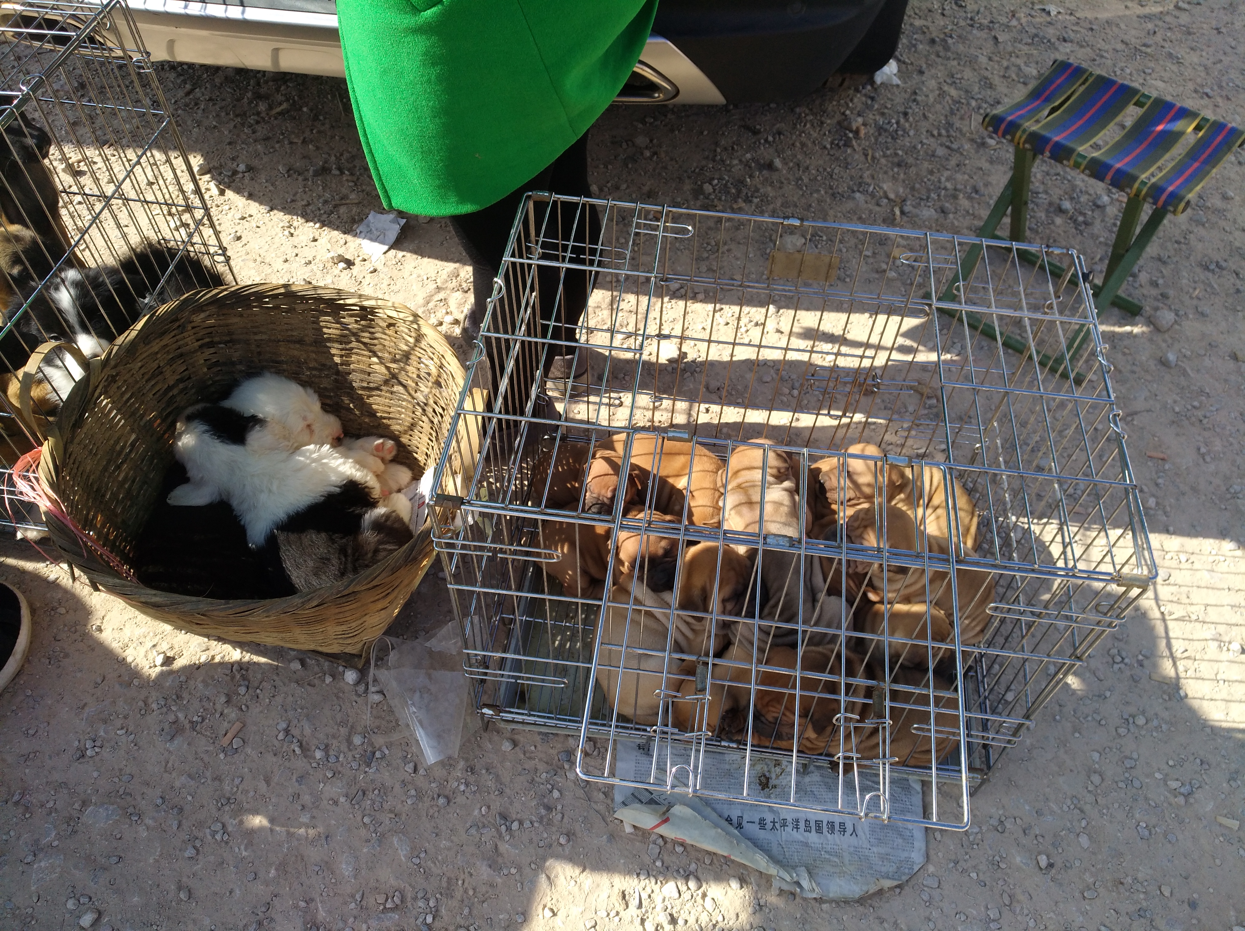 可爱沙皮小狗视频,沙皮幼犬多少钱一只