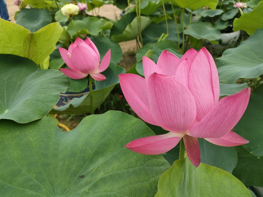 因过竹院逢僧话偷得浮生半日闲,偷得浮生半日闲下一句什么意思