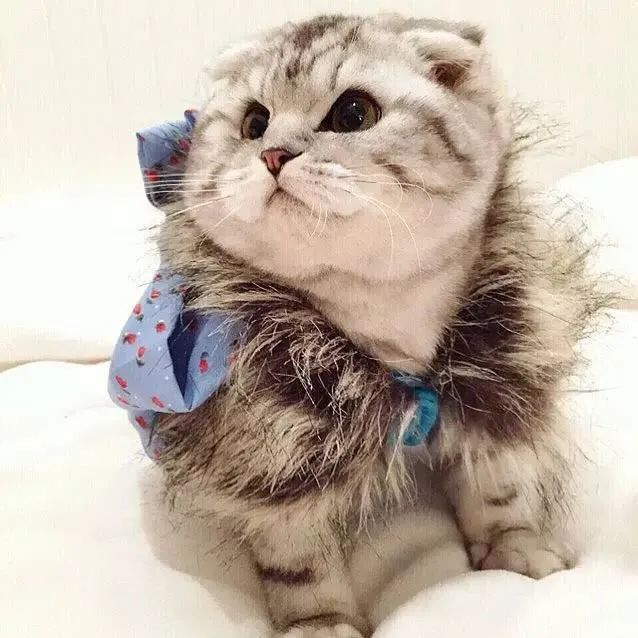 猫闭锁性子宫蓄脓治疗的最佳方法,母猫子宫囊肿什么状况