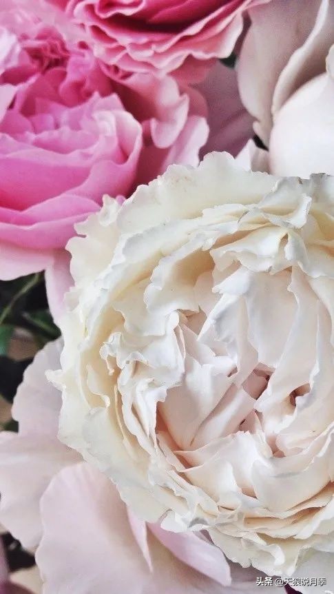 月季控对美的极致追求，尽在伊芙系列