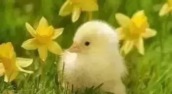 董卿十年全文,董卿阅读分享