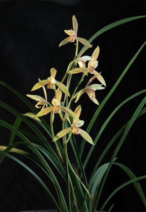 花草*局骗**幽兰自怜何人知