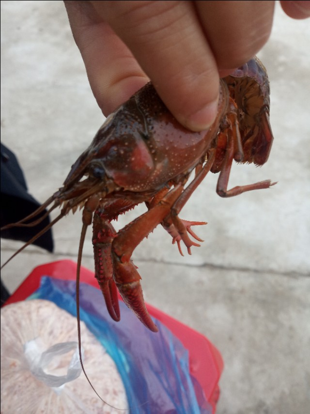 小龙虾怎么鲜活保湿,小龙虾怎么管理高产