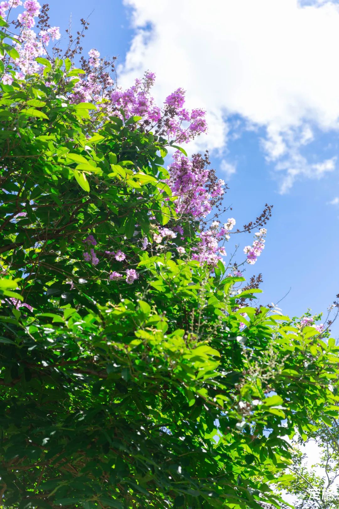 深圳大鹏小众村庄,超小众拍照圣地深圳