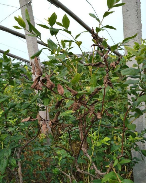 蓝莓容易得的病害有哪些,蓝莓盛果期怎样防治病害