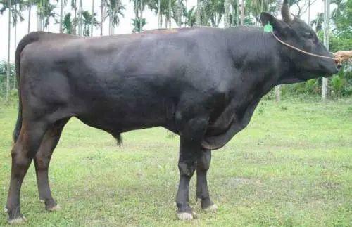 肯德基双层嫩牛堡和巨无霸,肯德基双层嫩牛堡和厚牛堡哪个好