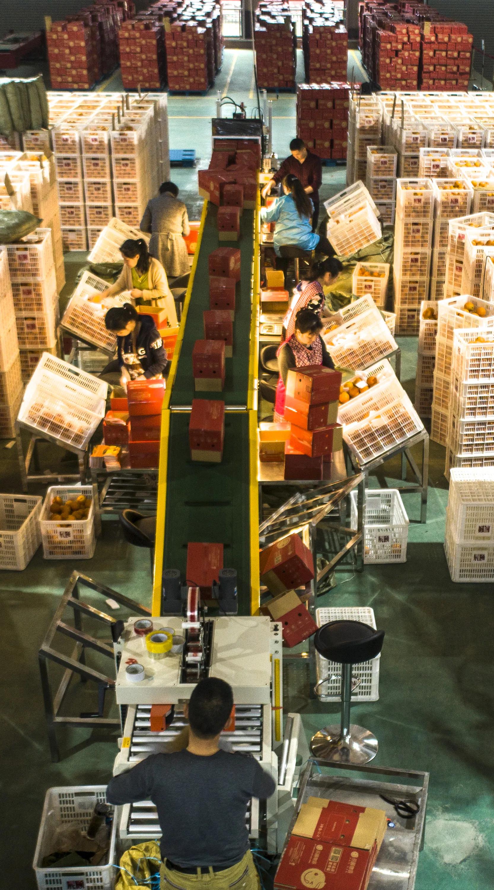 秭归县柑橘加工,秭归脐橙分选