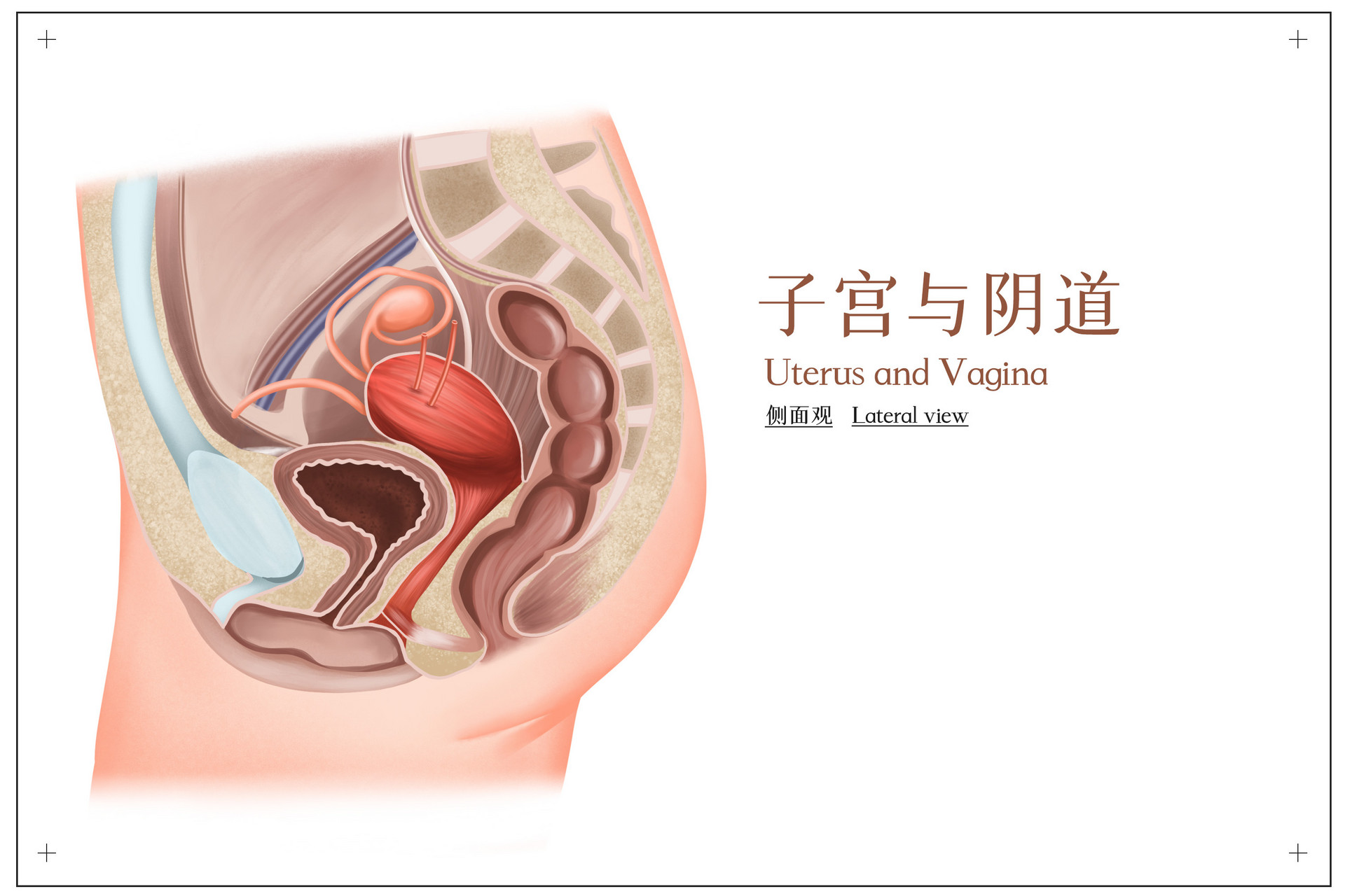 女生下身出现肿块是什么情况,女人下身一个肿块是什么症状