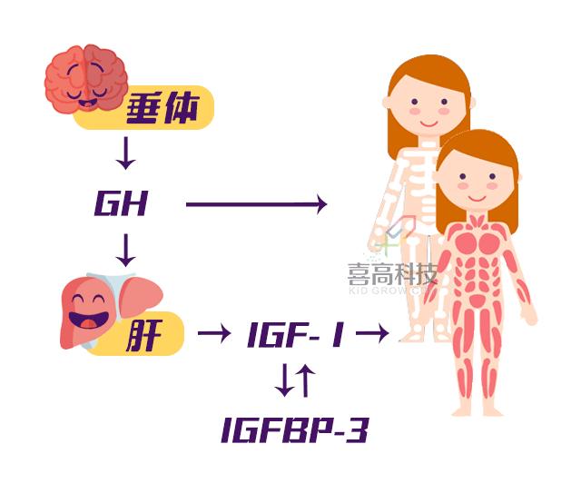 生长因子igf-1偏低要做磁共振吗,生长因子结合蛋白查什么的