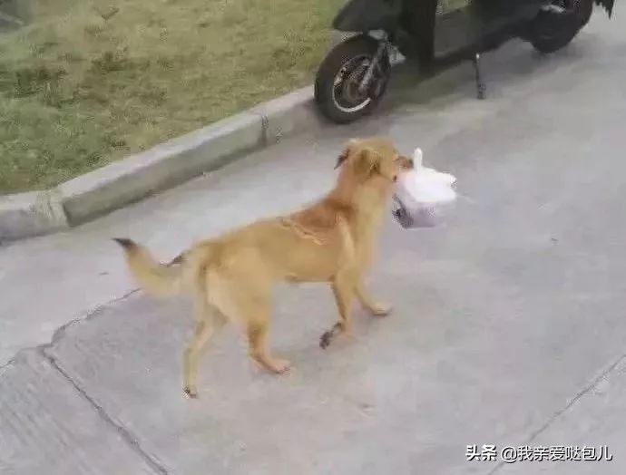 被全网通缉的狗,全网通缉的狗是谁