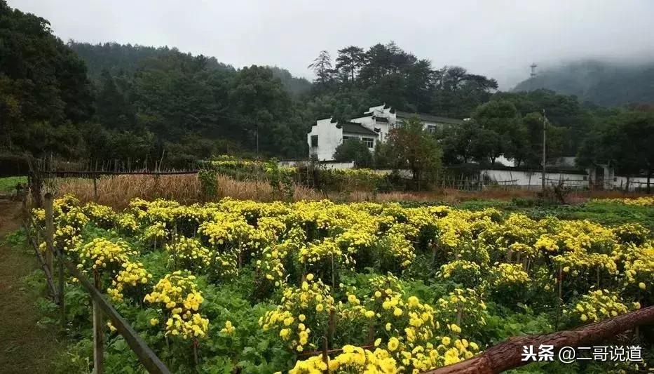 婺源篁岭油菜花摄影,婺源的秋天简直把摄影师逼疯