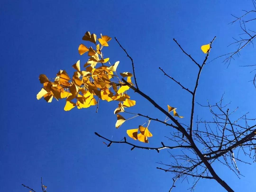 好消息昆明7个公园免费开放,昆明市好消息