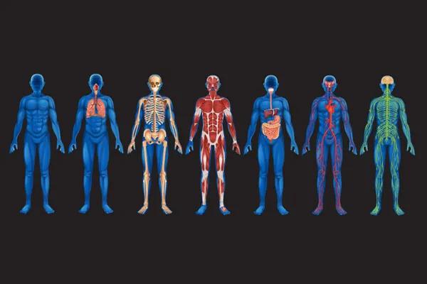 人体解剖学图解大全图,人体下腹解剖学完整版