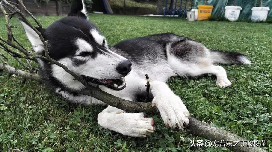 你知道狗狗每天要喝多少水吗,狗狗每天拉几次大便