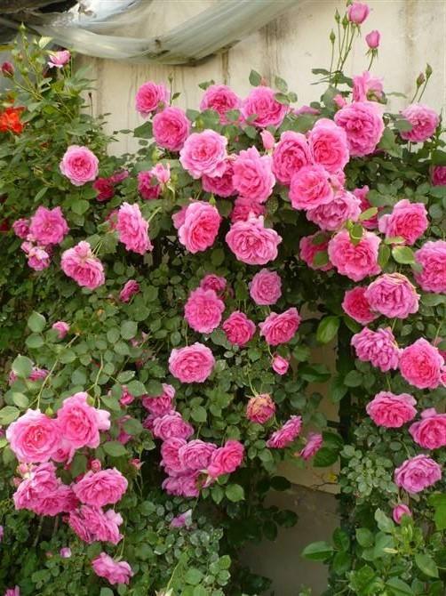 藤本月季修剪开花枝,藤本月季怎么爬墙修剪