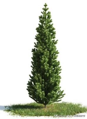3dmax树木模型在哪里,3dmax植物树