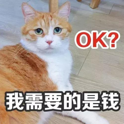 新手养猫适合养什么猫便宜,没钱养猫真的不能养吗