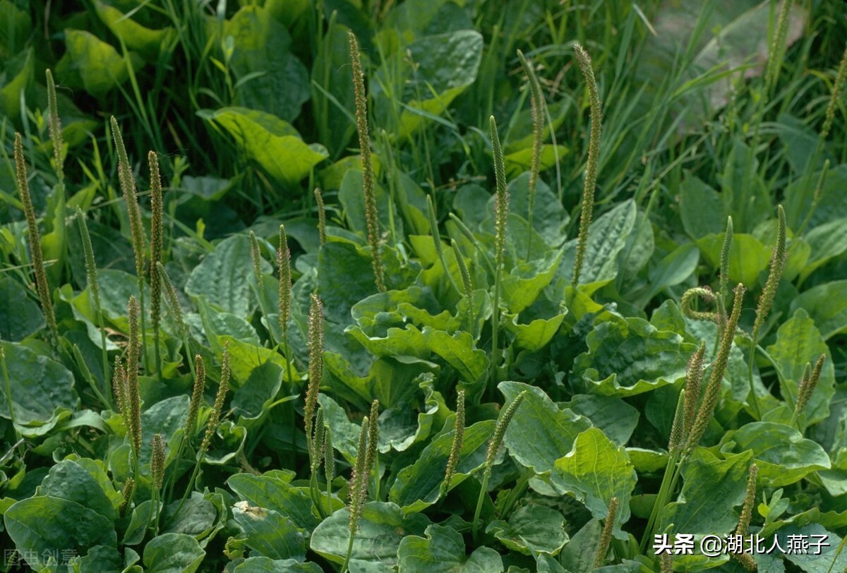 各种可以吃的野菜图片大全及名称 (100种野菜图片大全和名称和吃法)