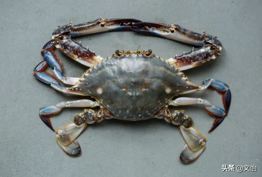 海蟹和河蟹有什么区别哪个鲜,科普河蟹和海蟹的区别