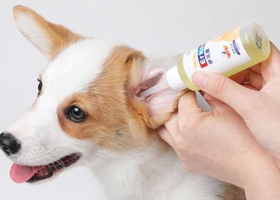 狗狗身上气味难闻怎么处理,狗狗刚到家异味去除方法