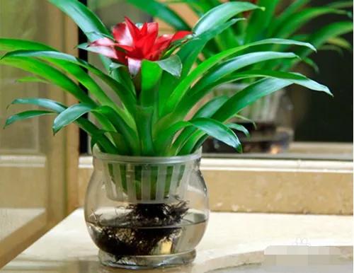 空气菠萝怎么种,菠萝叶子怎么种