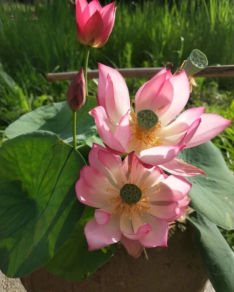 碗莲种子快速出芽的方法,碗莲种子可以用透明容器泡发吗