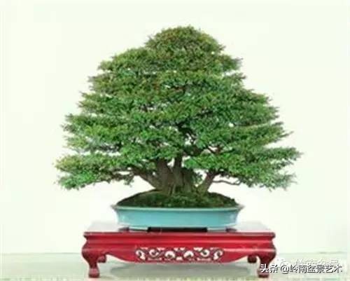 枫港柿和小叶紫檀哪个好,黑骨茶与枫港柿的区别