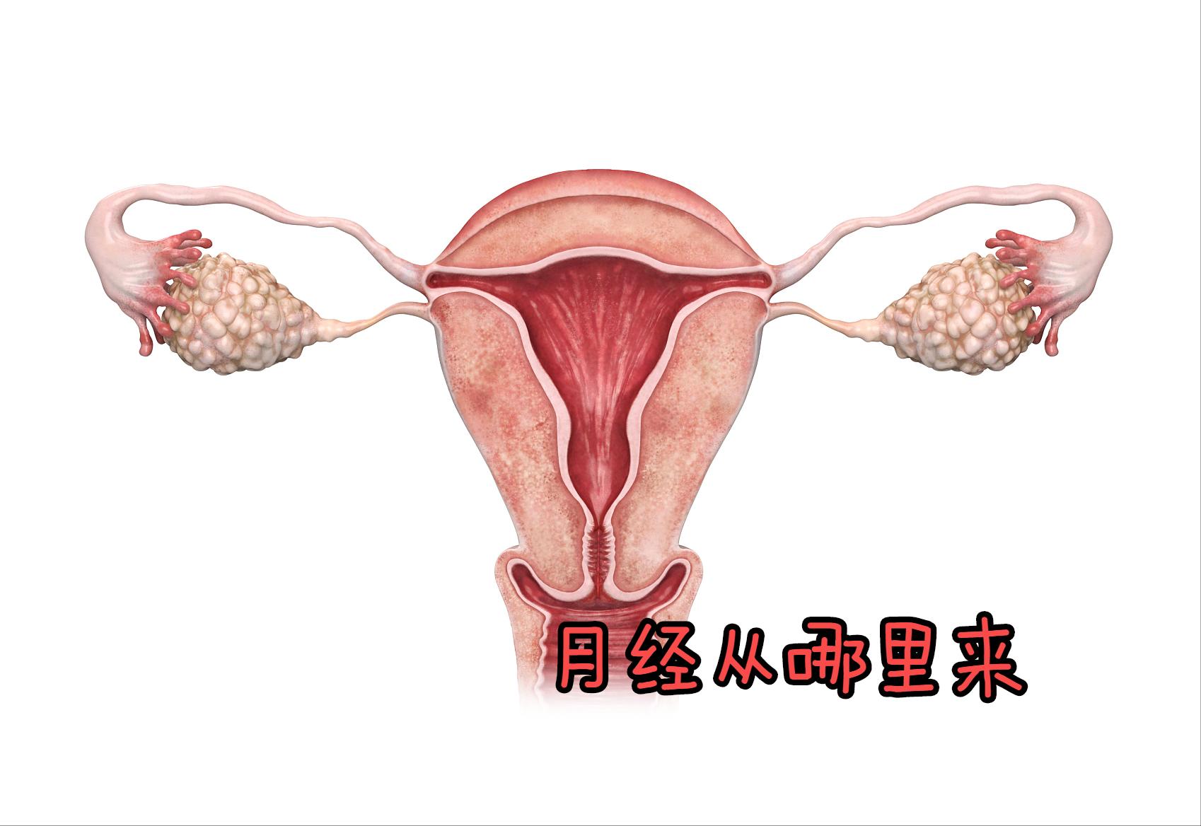 怀孕后月经去哪里了,怀孕了月经去哪了