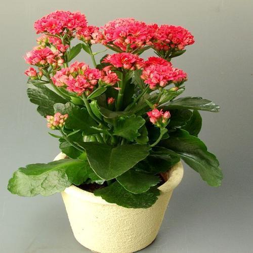 油烟机里边的废油该怎么拿来养花,用废油养君子兰