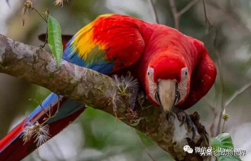 飞翔的彩虹鸟,飞翔的鹦鹉绿幕素材