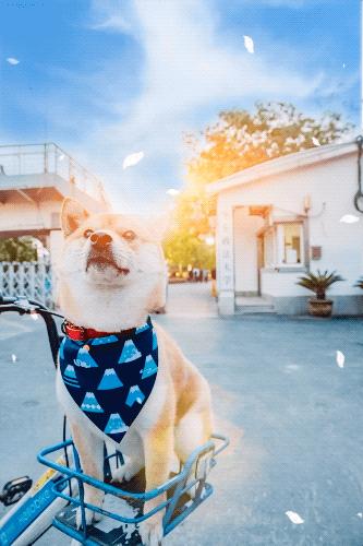 高考择校tips,高考择校指导985211