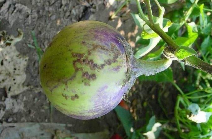 茄子畸形怎么办,茄子弯果多畸形果多的原因是什么